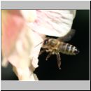 Apis mellifera - Honigbiene 02.jpg